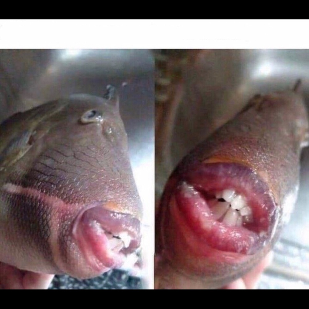 Meet your Posher, Dan